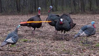 50 Gobblers in 5 Minutes ULTIMATE Turkey Hunting Compilation [upl. by Raeann]