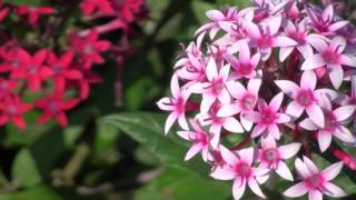 Pentas lanceolata Varieties [upl. by Lleksah]