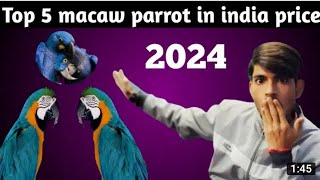 Top 5 Macaw bird price for India 2024 macaw parrot in india price top 5 macaw parrot [upl. by Hbahsur]