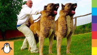 Perros más increíbles 🐺 Perros increíbles y entrenados Videos [upl. by Gittel]