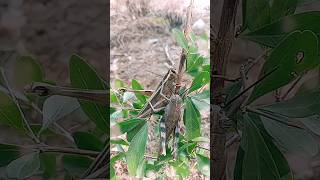 Grasshopper insects🦗  grasshopper insect drawing  life cycle of grasshopper youtube bug insects [upl. by Eirojram613]