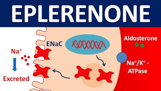 Eplerenone 25 mg tablet  Dosage side effects amp uses [upl. by Acirt343]