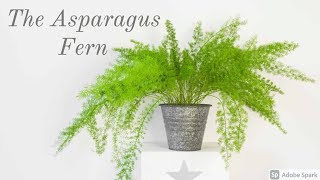 Asparagus Fern Care Guide [upl. by Romy]