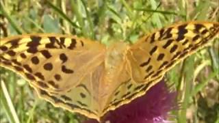 Mariposa Nacarada Argynnis paphia [upl. by Grof371]