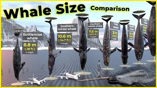 Biggest Whales in the world 🐋  Blue Whales  Monster Whales [upl. by Takashi401]