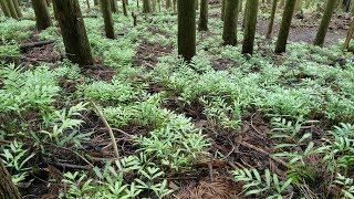 Pteris or brake fern [upl. by Nierman594]