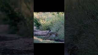 Liebre europea  European hare [upl. by Hazmah784]