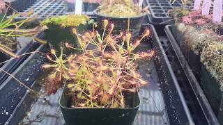 Drosera madagascariensis – delicate topical sundew [upl. by Darrill]