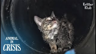 Kitten Stuck Underground Cries Out Of Fear No One Would Rescue Him  Animal in Crisis EP117 [upl. by Rennug]