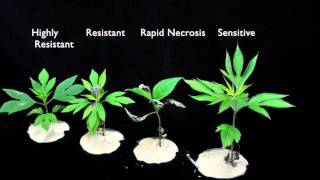 Glyphosate SOA 9 Sensitive vs Resistant Giant Ragweed 2 [upl. by Chaves285]