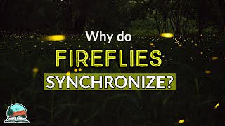 Why do Congarees Fireflies Synchronize  Congaree National Park Fireflies [upl. by Edlitam]