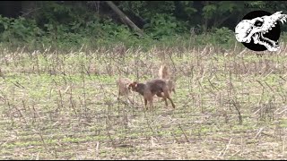 Coyotes Swarm Dog  Coyote Hunting With Decoy Dog [upl. by Schiffman]