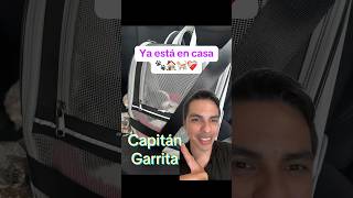 Nuevo y Recuperado Capitán Garrita 🐈❤️‍🩹 [upl. by Noisla]