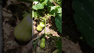 Butternut Squash  Cucurbita Moschata [upl. by Namia755]