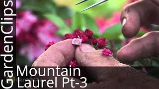 Mountain Laurel  Kalmia Latifolia  Part 3 How to hybridize Kalmia with Dr Dick Jaynes [upl. by Dayle]