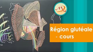 Anatomie de la région glutéale cours [upl. by Nosiaj]