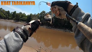 NGERI TARIKAN IKAN SEBESAR INI  MANCING IKAN BELIDA DI DAERAH KALIMANTAN [upl. by Harrietta869]