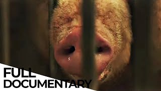 The Carnivores Dilemma Is It Ethical to Eat MEAT from Industrial Farms  ENDEVR Documentary [upl. by Donica]