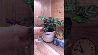 bottom watering dramatic plantsPart17 timelapse plants nyctinasty indoorplants bottomwatering [upl. by Garlaand]