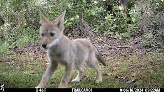 June 2024 West Low Part 2 Trailcam Highlights [upl. by Merci]