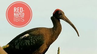 Call Rednaped Ibis🤩pls subscribe🙏 [upl. by Artenehs384]