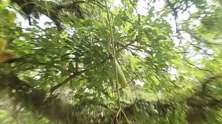 Bantu Tree sausage tree Cucumber tree Kigelia africana Lam Benth [upl. by Forland]