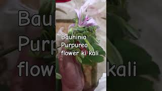 Bauhinia Purpurea flower ki kali youtubeshorts viralvideo nature trending plzsubscribe☺☺ [upl. by Ertemed447]