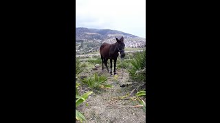 Mule classes otur  How to mule  Mules [upl. by Norraj]