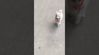 Cooper Ke Sath Evening Walk❤️🥵ytshorts trending puppy [upl. by Talyah952]