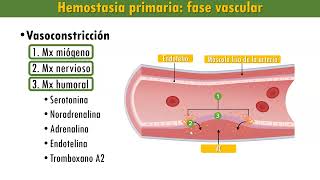 Hemostasia Etapas Fase vascular plaquetaria coagulación de la sangre fibrinólisis [upl. by Ailama]