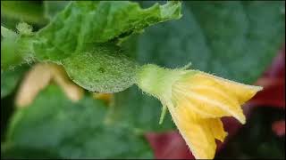 Citrullus lanatus Cucurbitaceae familynature trending flowers garden flora [upl. by Alysoun942]