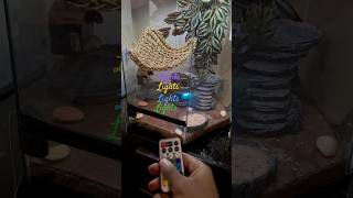 Adding lights 🪩 🌈 to Arnold’s🐉 terrarium❕💀 [upl. by Iznil]