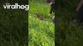 Dachshunds Frolic Through Tall Grass  ViralHog [upl. by Dinah993]