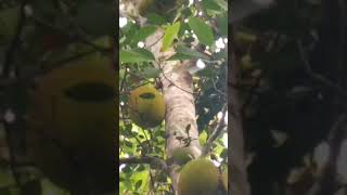 Nangka Artocarpus heterophyllus bukan hanya buahnya tp batang yg panjang cocok utk kerajinan [upl. by Leihcey]