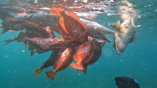 Spearing a 5 pound parrot fish and much moreGrenada Spearfishing [upl. by Melony606]