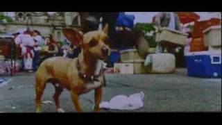 Beverly Hills Chihuahua trailer [upl. by Iseabal]