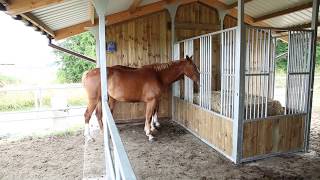 Un abri chevaux 4 en 1  LEquistation de Cheval Liberté [upl. by Ahseen558]