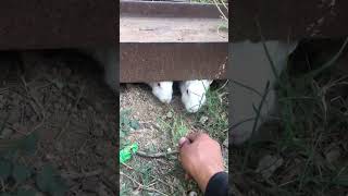 How we catch rabbits youtubeshorts [upl. by Nahtahoj]