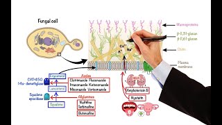 Aminoglycosides  Bacterial Targets Mechanism of Action Side Effects [upl. by Eelegna584]