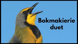 BOKMAKIERIE pair duetting [upl. by Renferd]