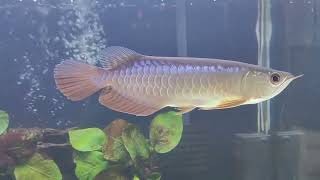 4 Month Updates 18cm Young Blue Base Crossback Arowana Fish [upl. by Werdnaed]