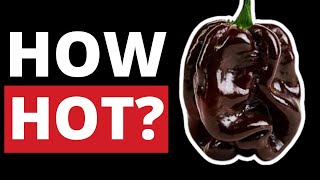 Chocolate Habanero Pepper on the Scoville Scale [upl. by Boyt]