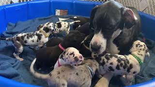 Great Dane Puppy Experience Birth8 Weeks [upl. by Decker16]