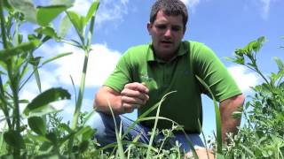 Boosting Alfalfa Yield with Teffgrass [upl. by Nodyl]