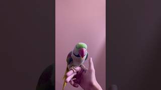 My Alexandrine Parrot’s Behaviour 🦜🥰 [upl. by Ytiak635]