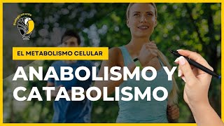 METABOLISMO CELULAR 👉🥑 Anabolismo y Catabolismo [upl. by Eelana]