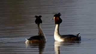 5Minuten Natur Haubentaucher Balz am Zachariassee [upl. by Eatnohs]