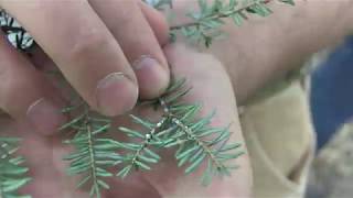 Hemlock Woolly Adelgid [upl. by Leizo]