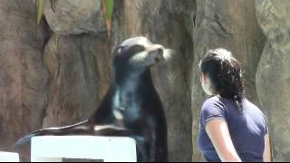 Talking Sea Lion so cute [upl. by Nagirrek]