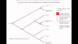 How to read an evolutionary tree [upl. by Millda]